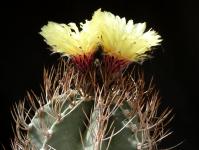 Thumbnail of 0972_Astrophytum niveum_20150531_02(1).JPG
